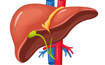 Wątroba Wątroba - choroby